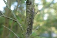 Distoleon tetragrammicus