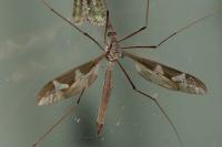 Tipula maxima