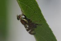 Rhagoletis completa