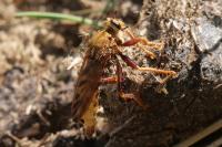 Asilus crabroniformis