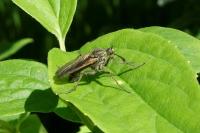 Empis tessellata