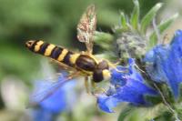 Sphaerophoria scripta