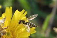 Sphaerophoria