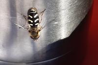 Scaeva pyrastri