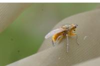 Scathophaga stercoraria