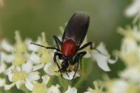 Bibio hortulanus