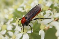 Bibio hortulanus