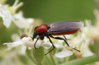 Bibio hortulanus