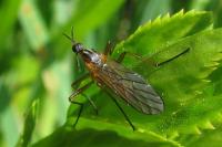 Empis trigramma