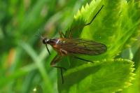 Empis trigramma