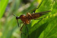 Empis trigramma