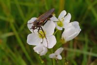 Empis tessellata