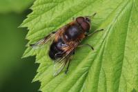 Eristalis similis