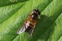 Epistrophe eligans