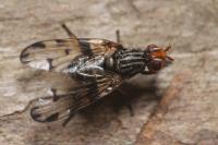 Otites porcus