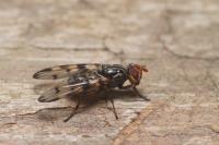 Otites porcus