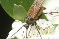 Empis tessellata