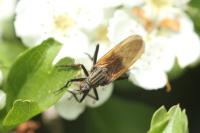 Empis tessellata