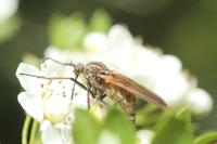 Empis tessellata