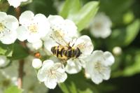Myathropa florea