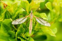 Tipula vernalis