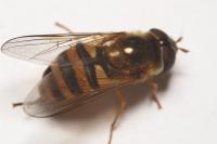 Epistrophe melanostoma