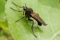 Empis tessellata