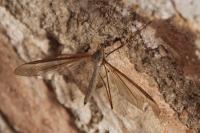Tipula oleracea