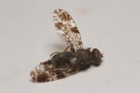 Tephritis vespertina