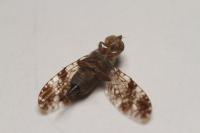 Tephritis vespertina