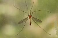 Tipula lunata