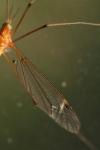 Tipula lunata