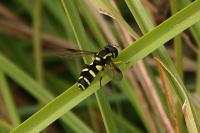 Philhelius pedissequus
