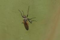 Empis tessellata
