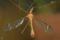 Tipula lunata