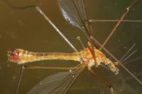 Tipula lunata