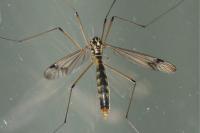 Nephrotoma quadrifaria