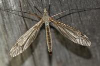 Tipula pabulina