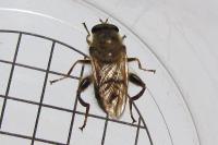 Brachypalpus laphriformis
