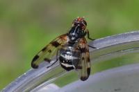 Otites porcus