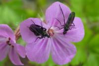Empis pennipes