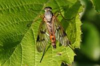 Rhagio scolopaceus