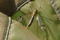 Nephrotoma quadrifaria