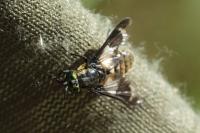 Chrysops relictus