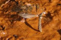 Tipula lateralis
