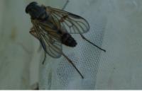 Rhagio vitripennis