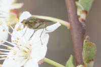 Scathophaga stercoraria