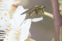Scathophaga stercoraria