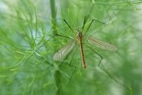 Nephrotoma flavescens