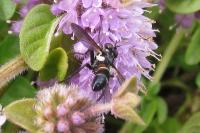 Cylindromyia interrupta
